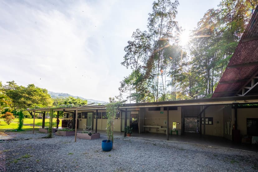 Campus courtyard with sun streaming through trees