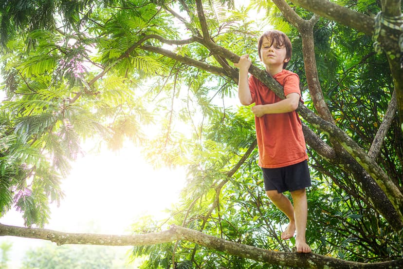 Children climbing trees